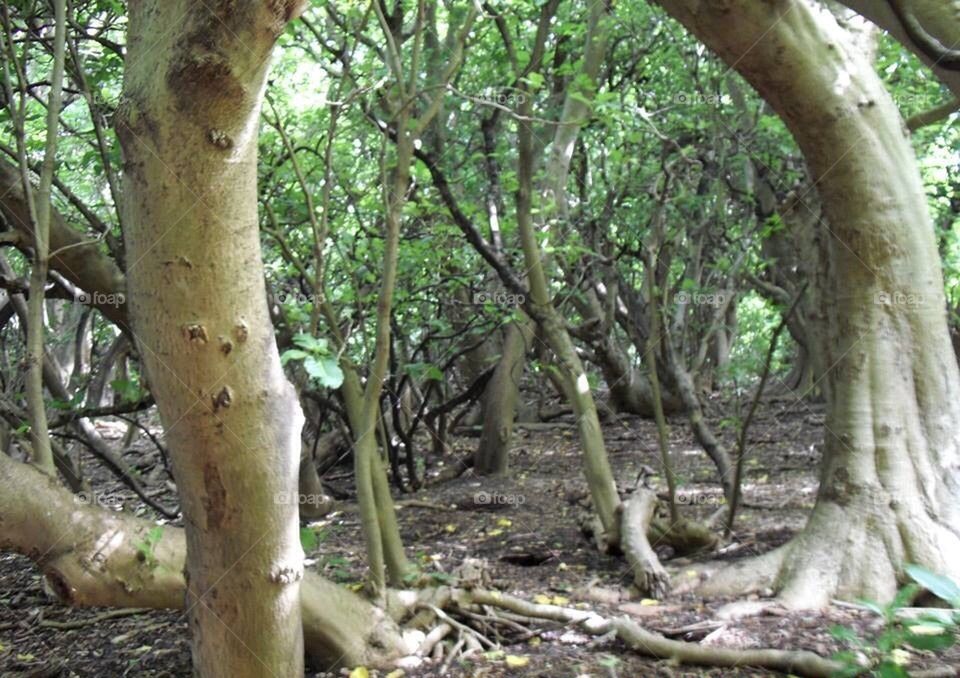 Lady Musgrave Island walk 