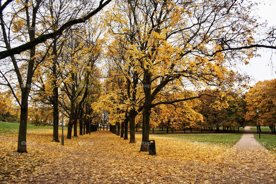 yellow autumn oslo beautiful by nader_esk