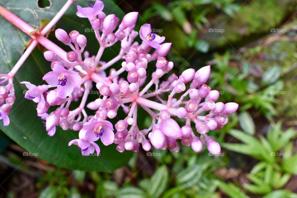 Pink blooms at Hawaii Tropical Botanical Gardens