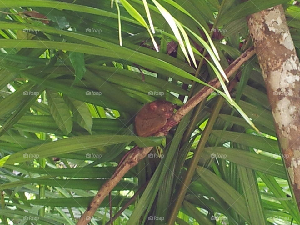 Tarsier