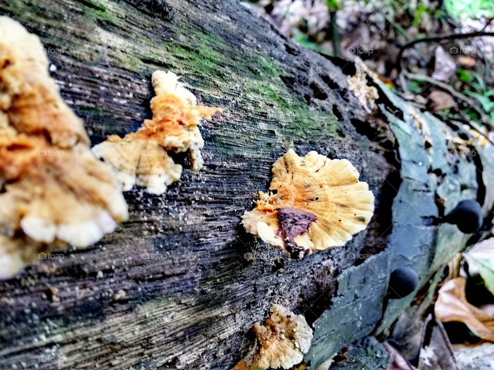 fungus