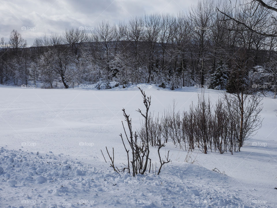 Winter landscape. 