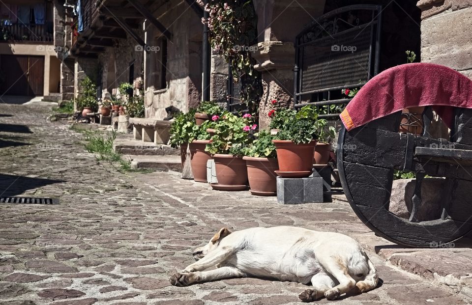 A dog sleeps on the cobbled street of a small town