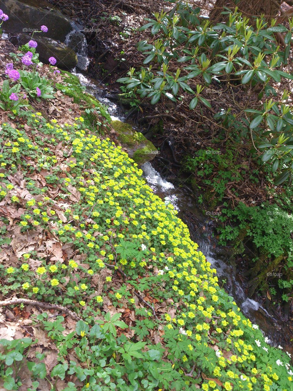 spring flowers in bloom near a creek