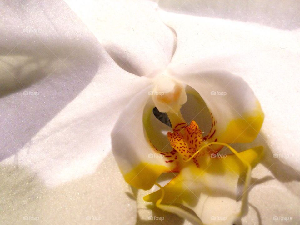 Heart of the orchid
