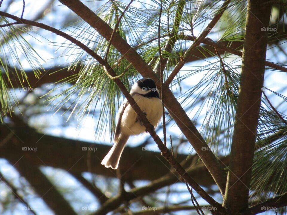 Chickadee in pines 