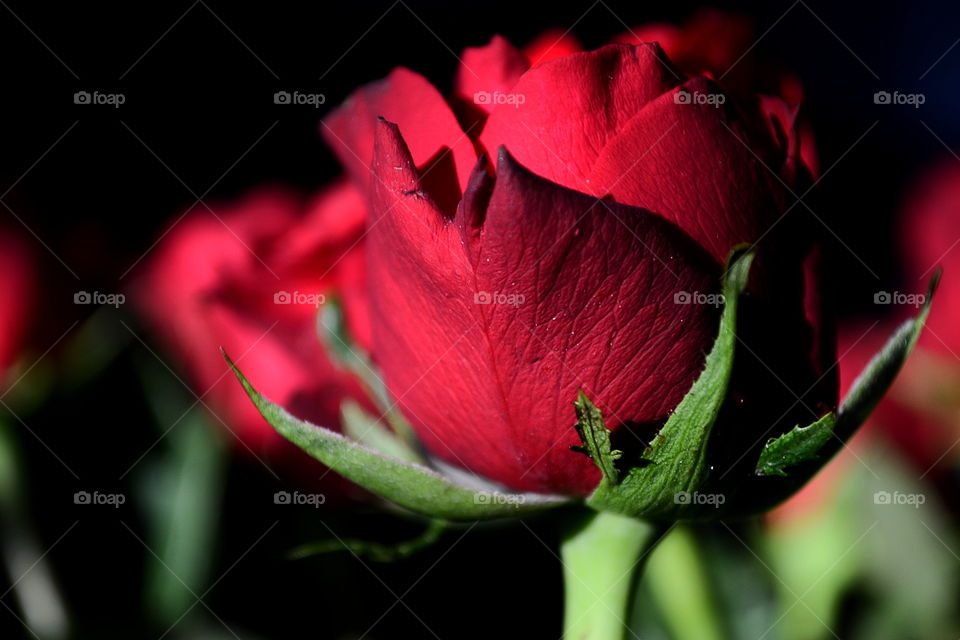 Close-up of a rose