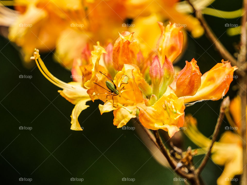 Orange Flowers Bloom in Spring