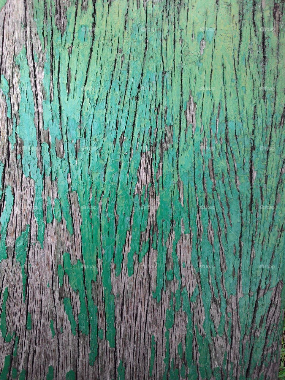 texture. texture wood 