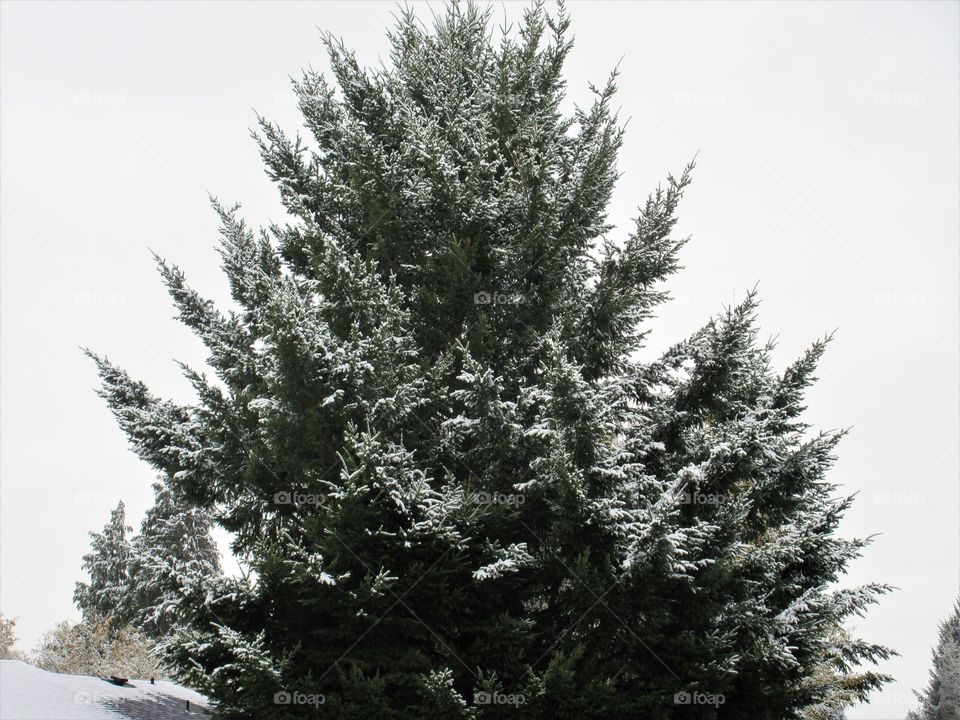 fir tree in snow