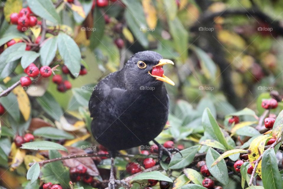  Blackbird eating berry
