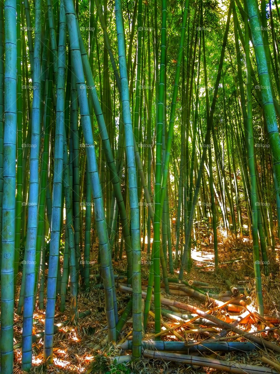 Bamboo III