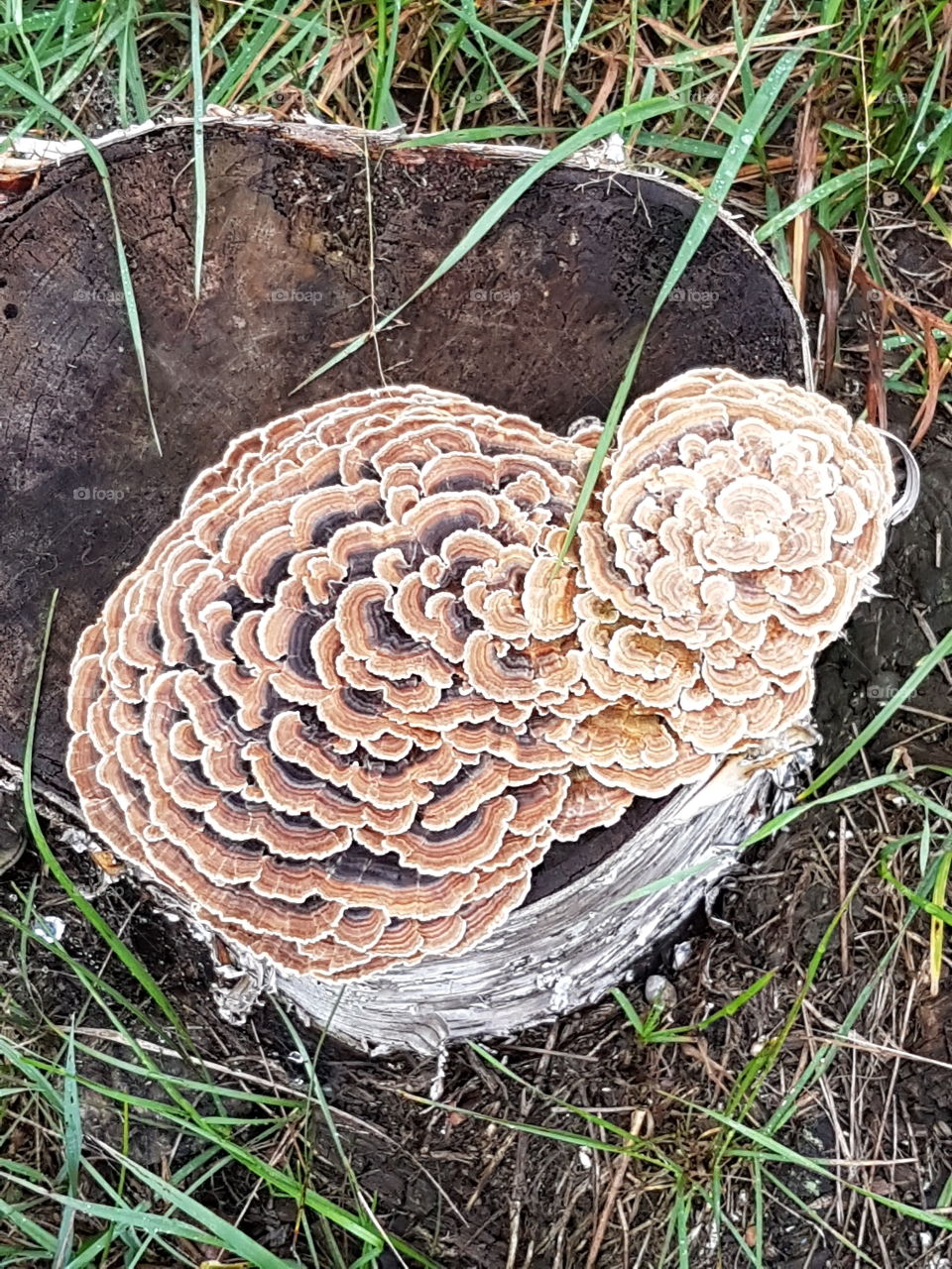 fungus