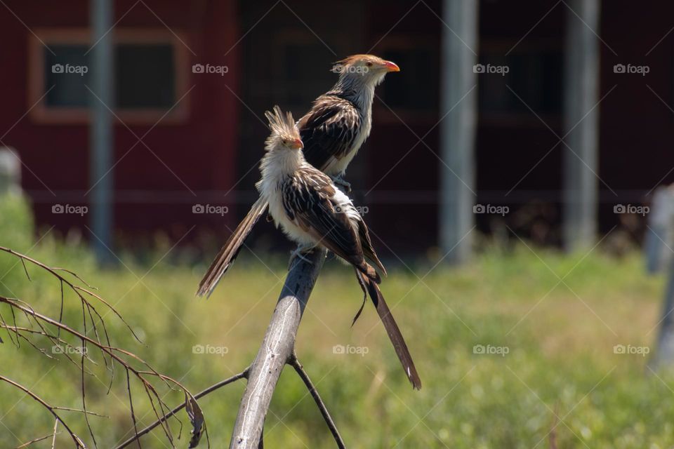 Caranchos, aves del Uruguay. Rocha, Arachania. Pájaros del Este.