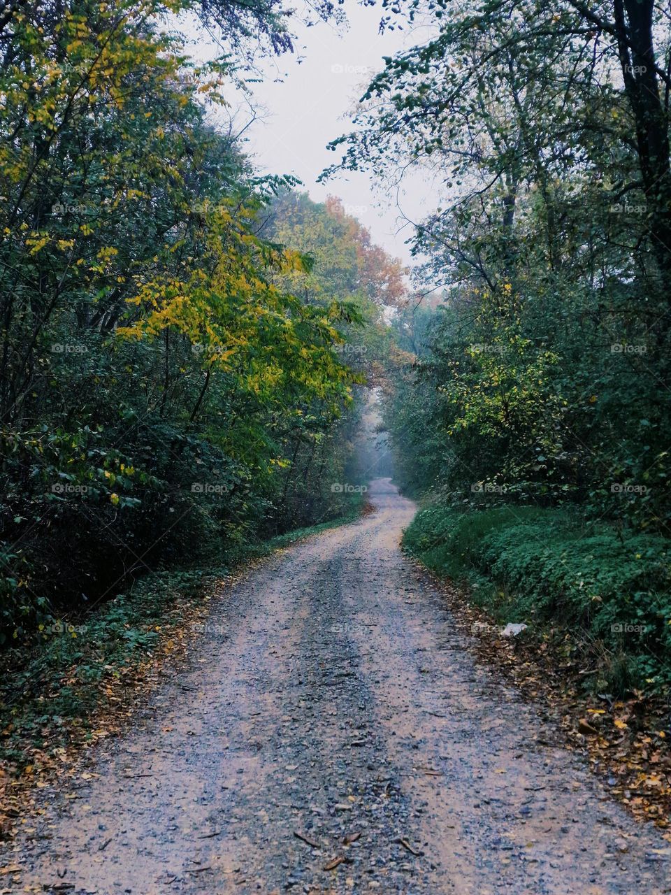 road in the forest