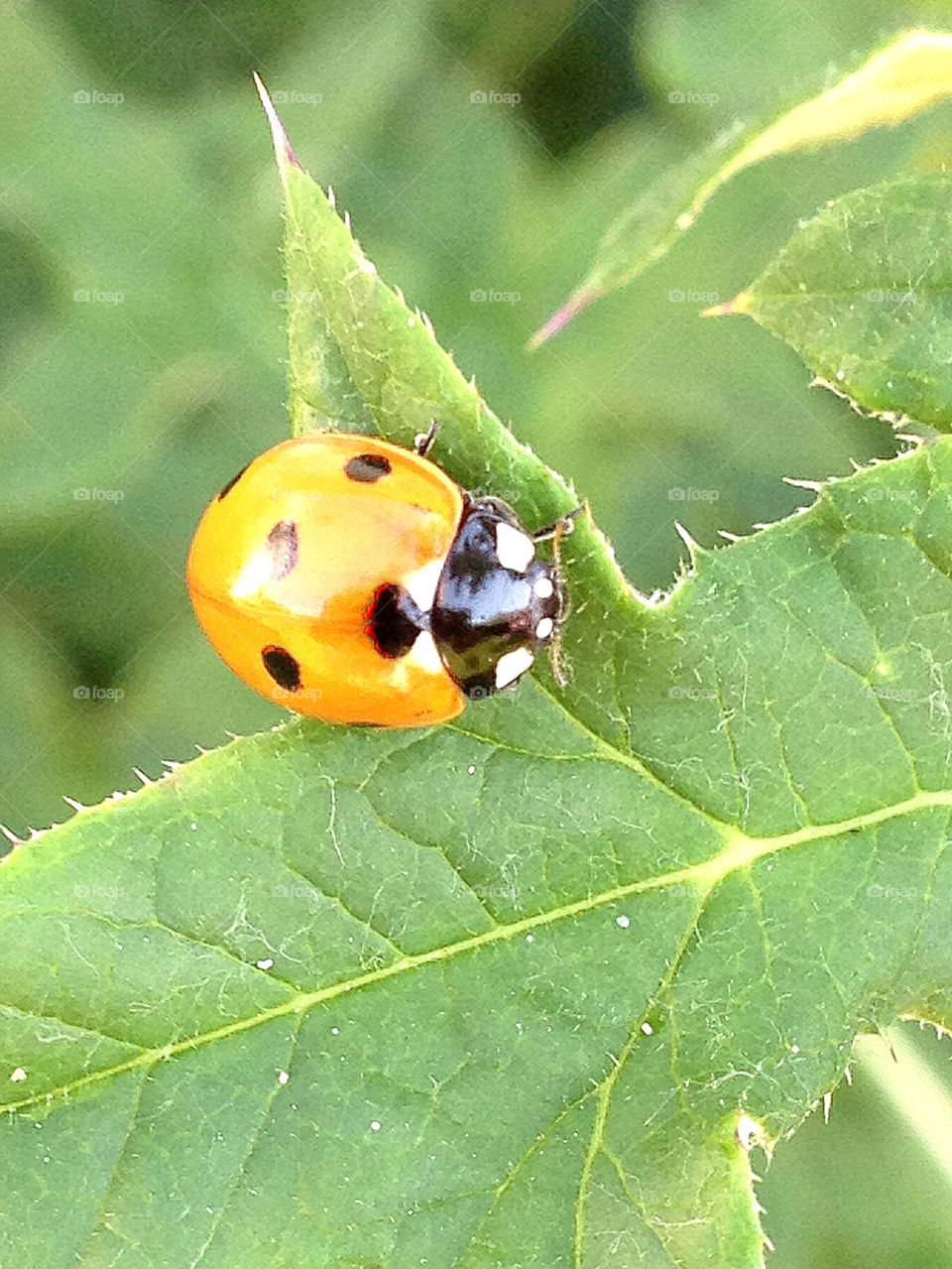 sweden garden summer leaf by elluca
