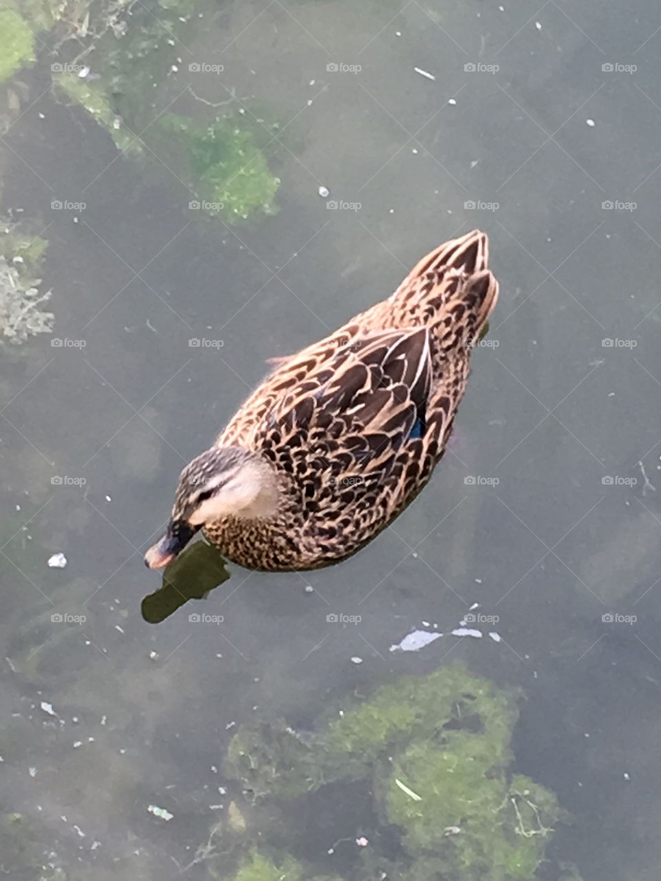 Swimming duck