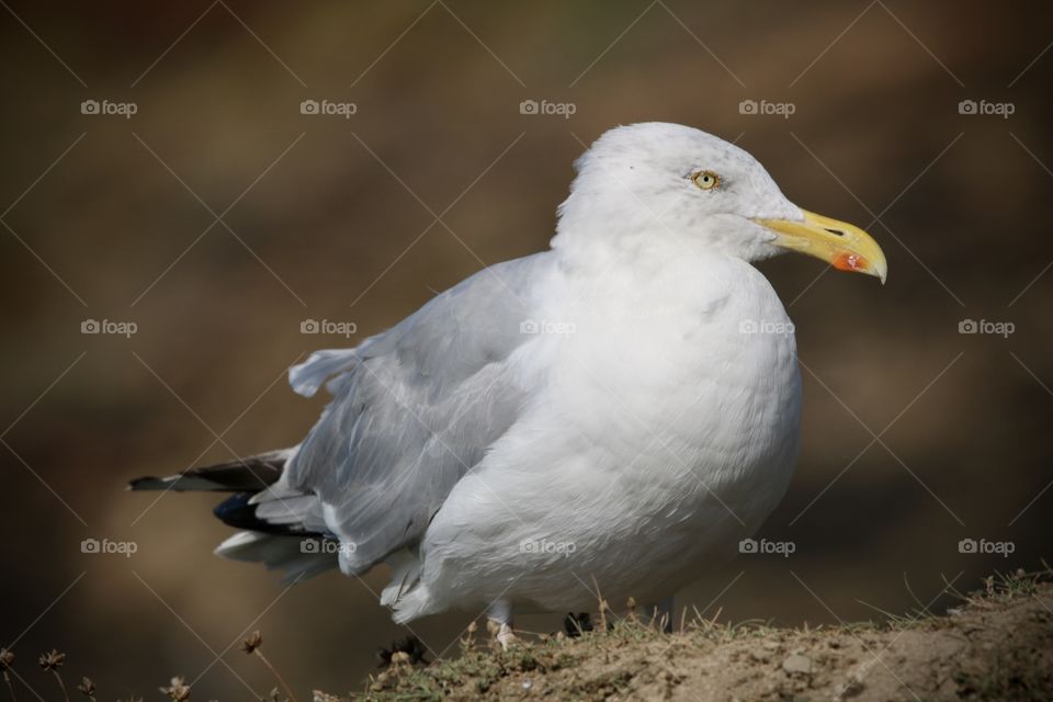 Seagull 