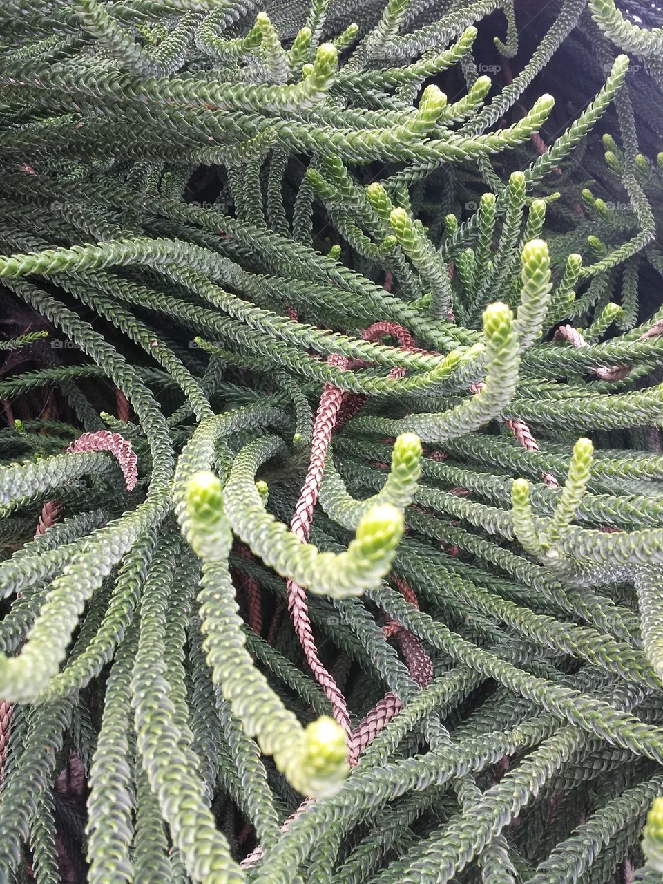 Pine Tree
