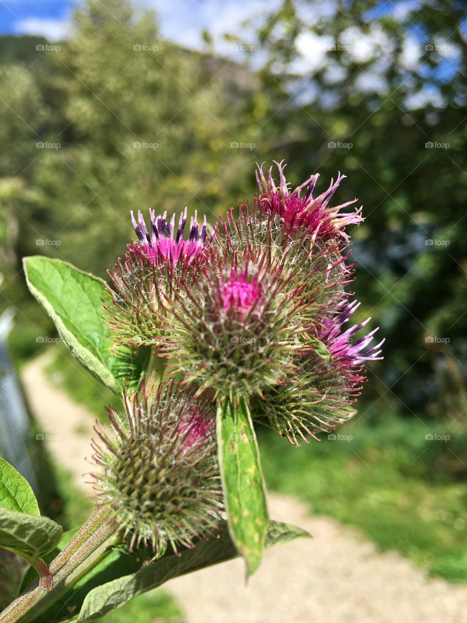 Thistles