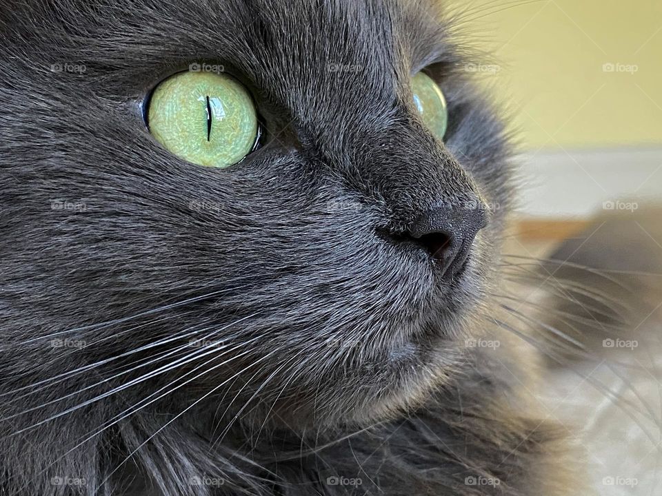 Close up of a grey fluffy cat 