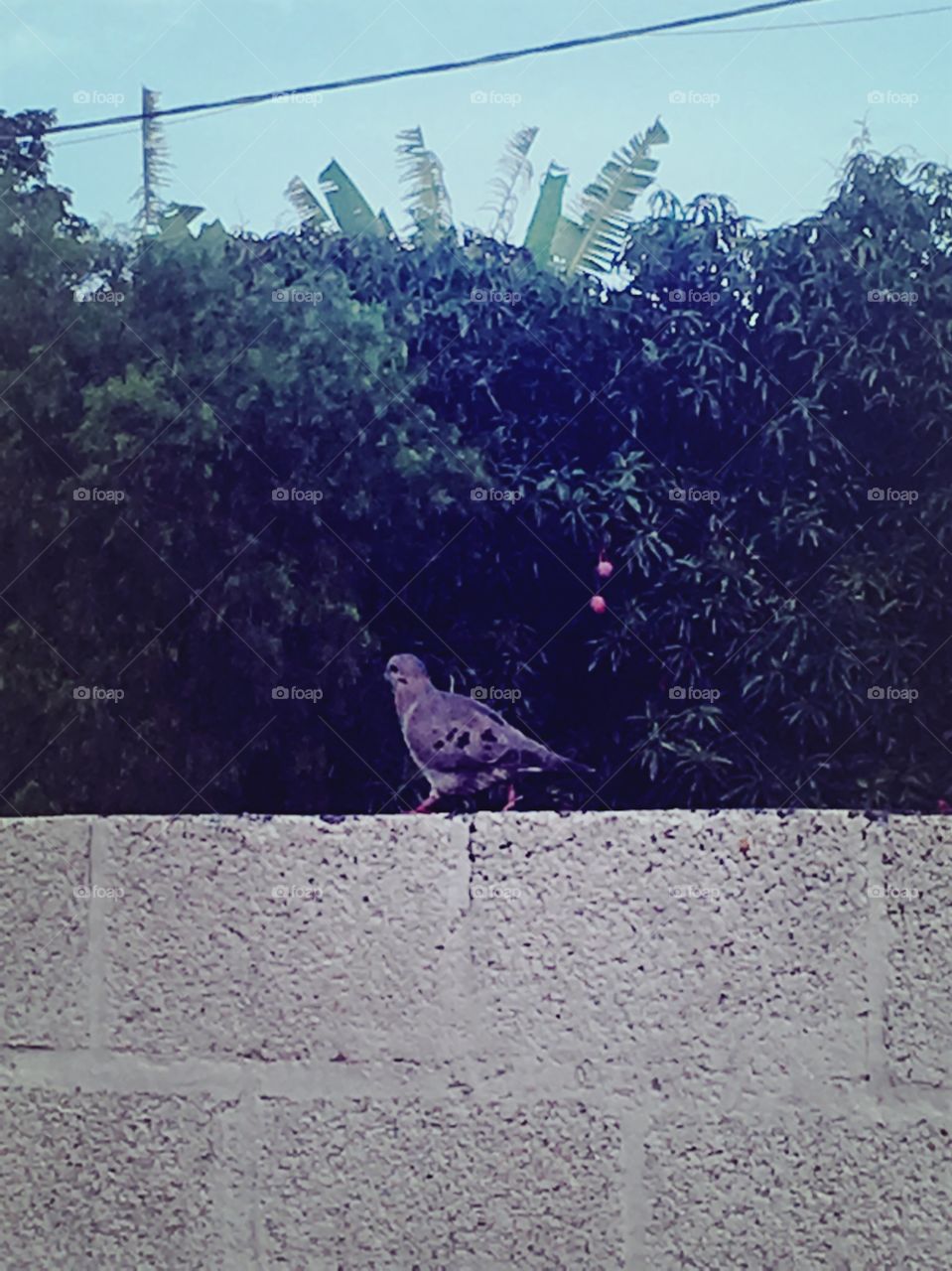 Uma solitária pomba andando no muro. Essa pombinha é da espécie JURITI, de tamanho pequeno e bem arisca. 🕊