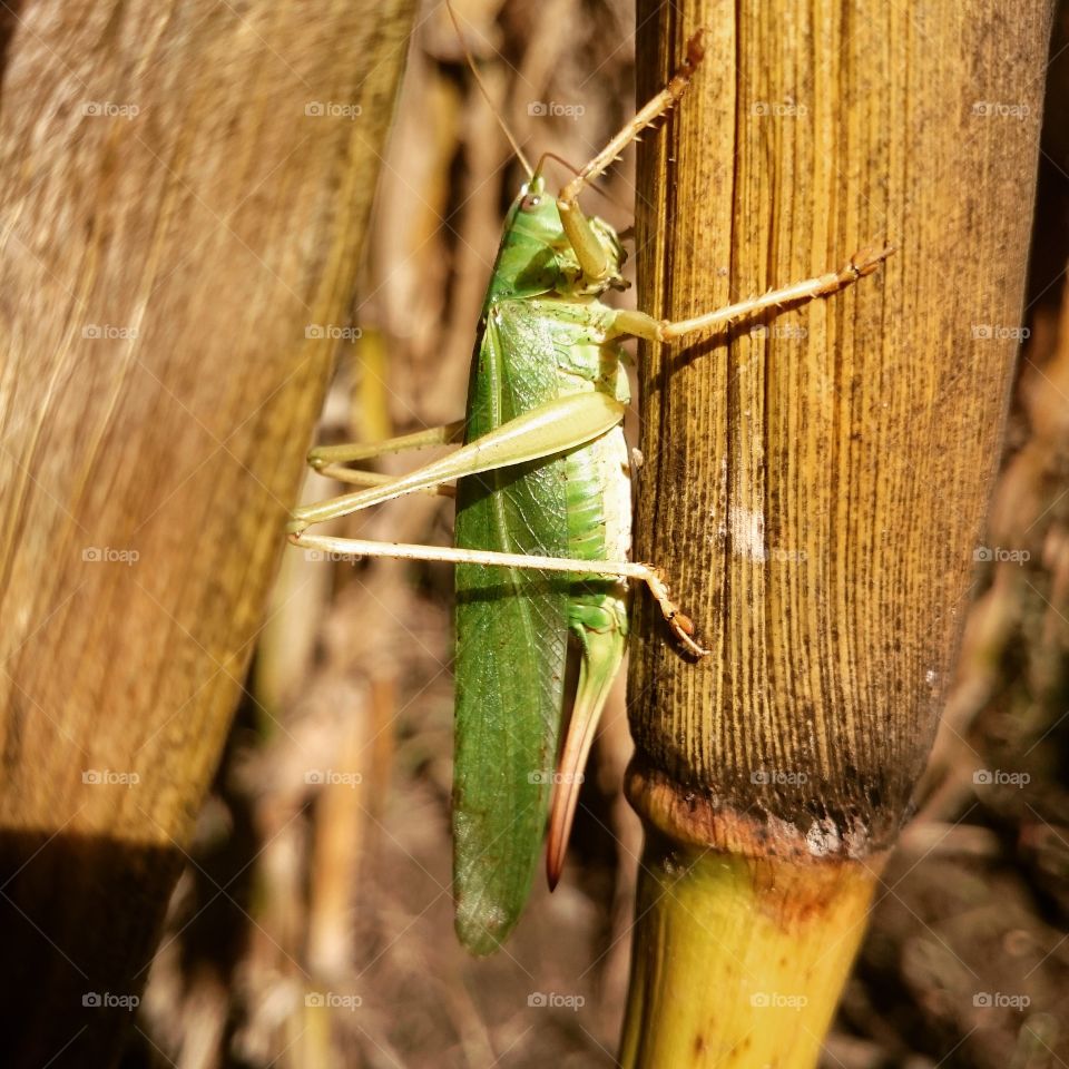 Grasshopper in my garden.