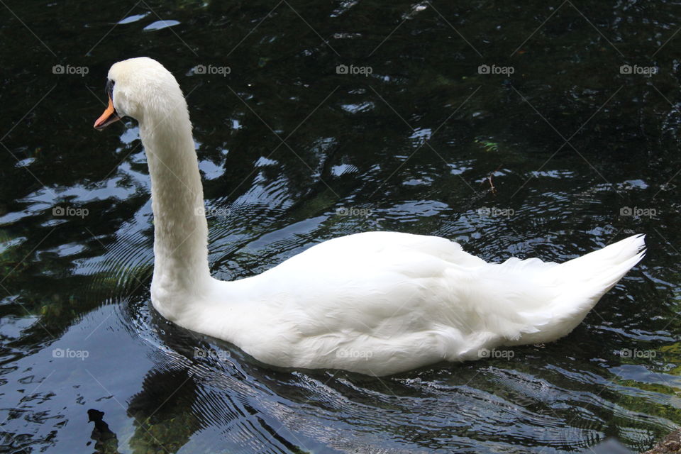 Swan swimming in pond