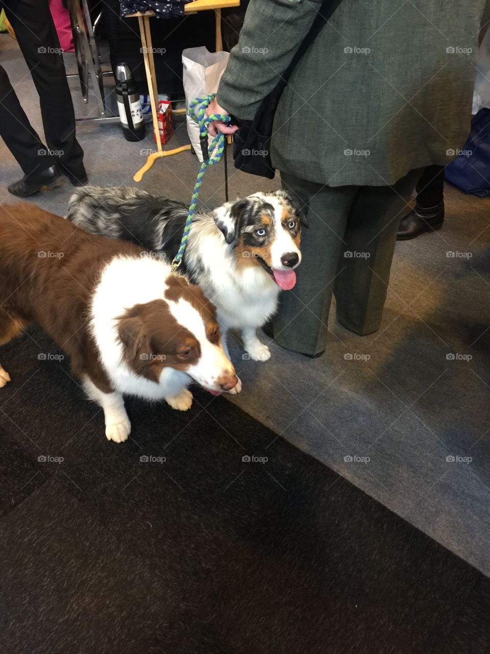 Dogs at Crufts