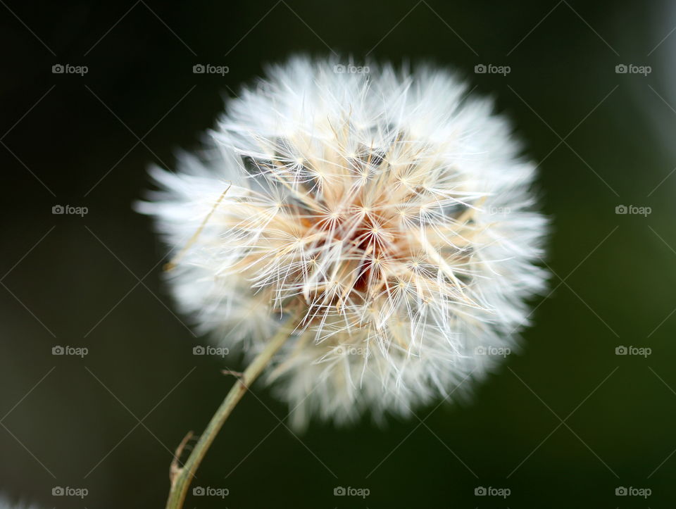 Macro shot with great details of the tiny dandelion