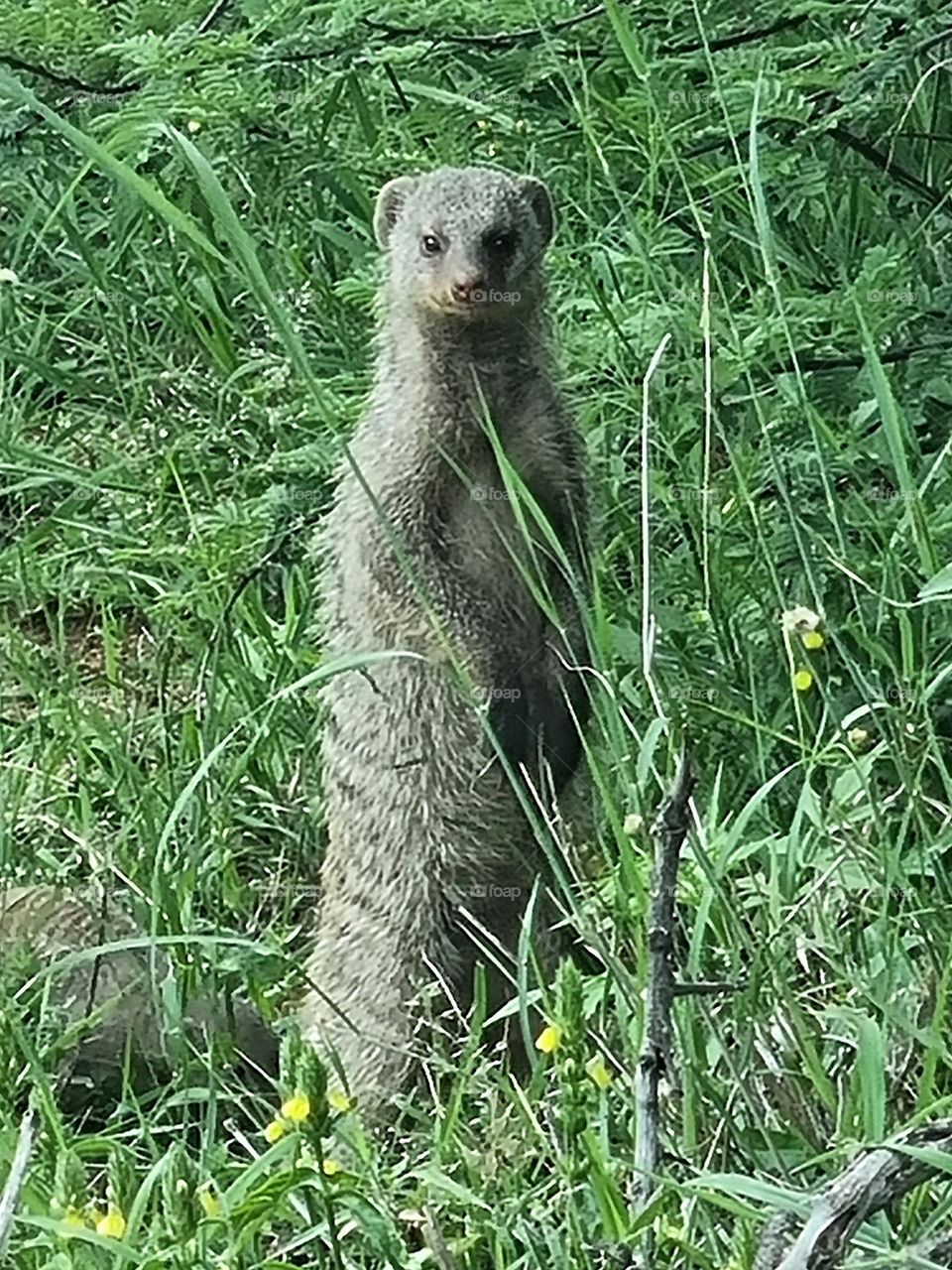 a banded mongoose scavenging for food