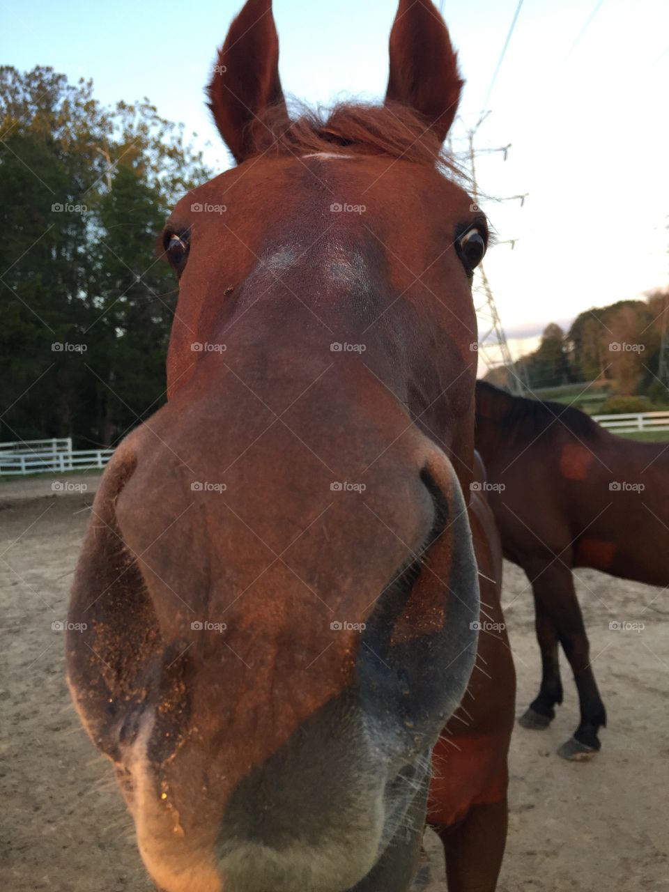 Cute Arabian saddlebred in pasture!