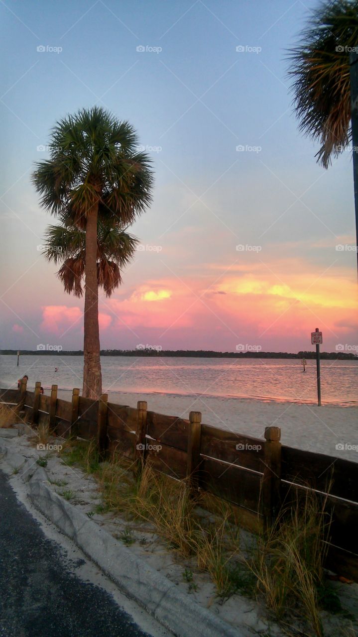 Beach, No Person, Water, Seashore, Tree