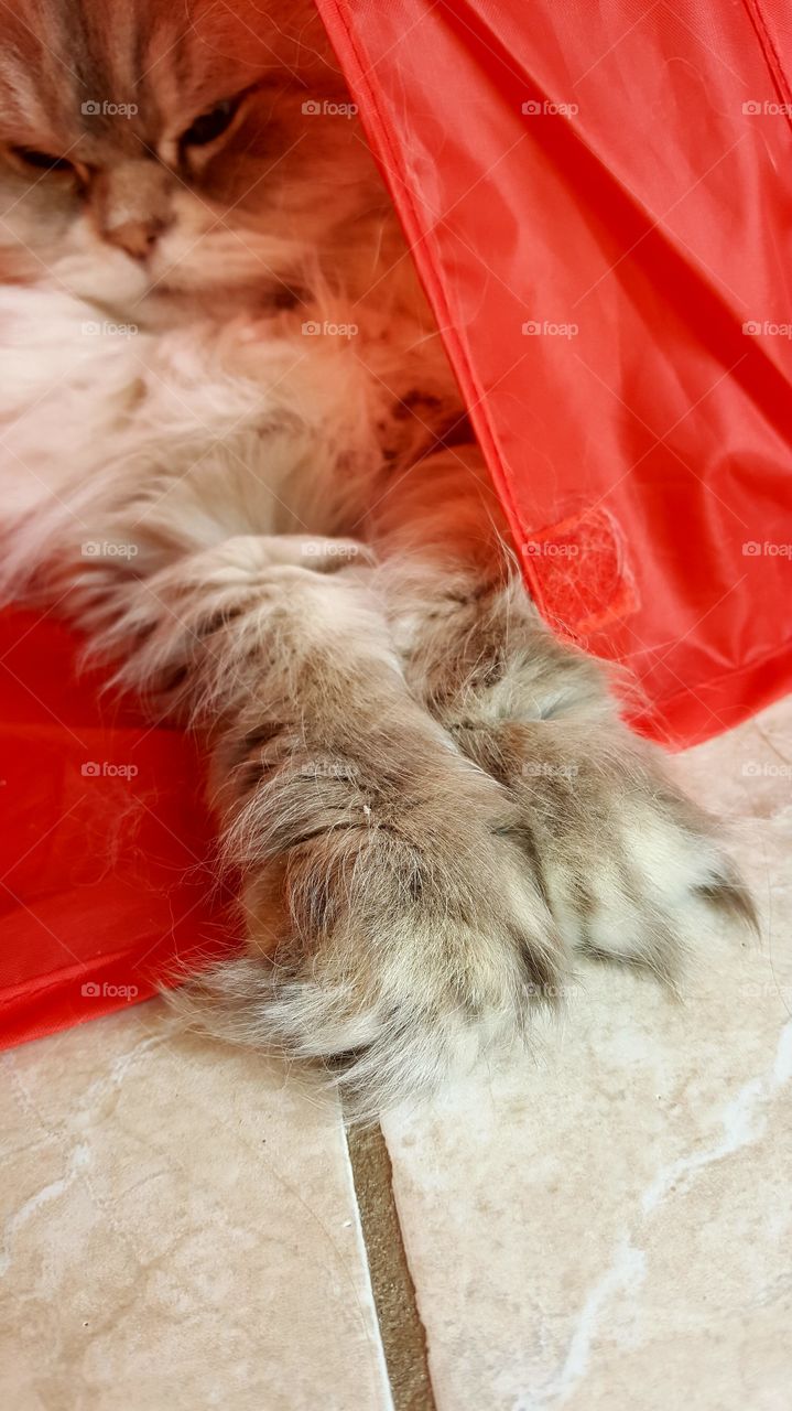 Look at those fluffy feet !