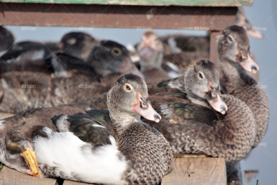 Bird, Duck, Wildlife, Animal, Poultry