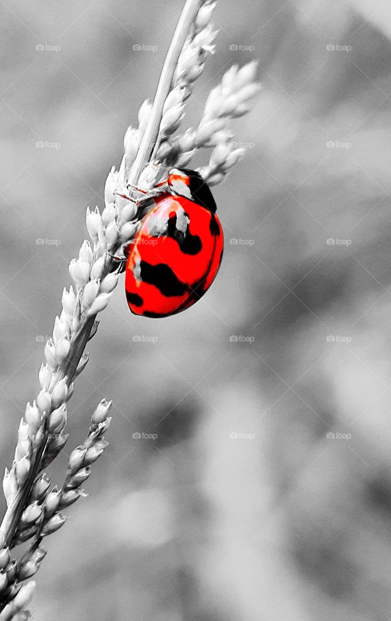 Transverse Ladybird Beetle