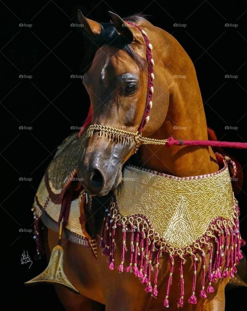 Arabian horse beauty