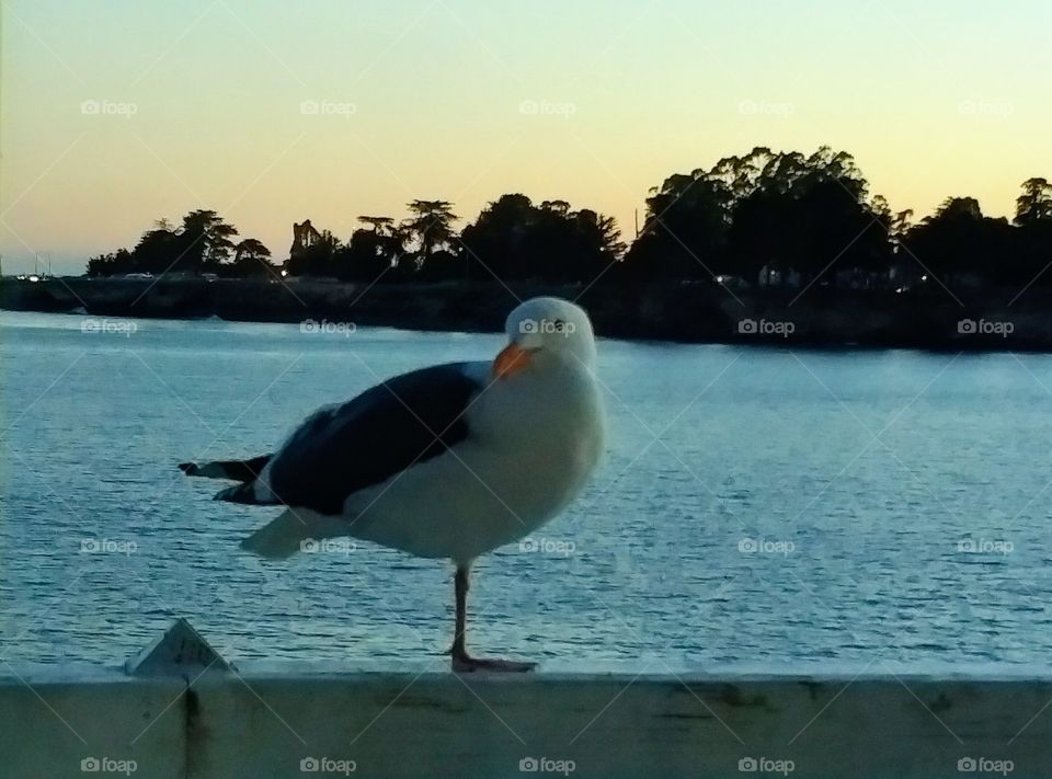 Portrait of a Seagull