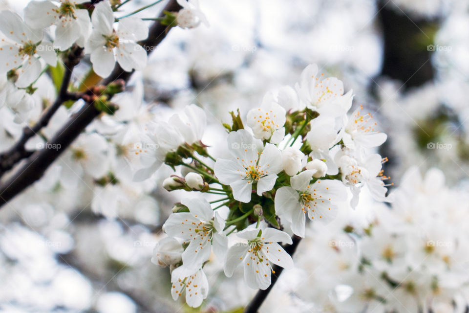 White tree blossoms