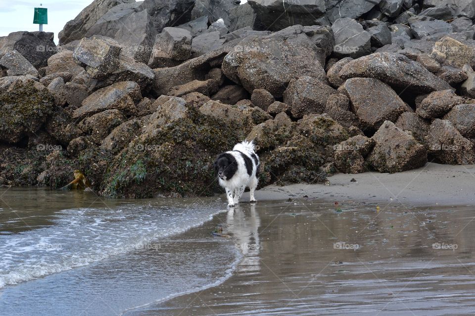 Dog on the beach