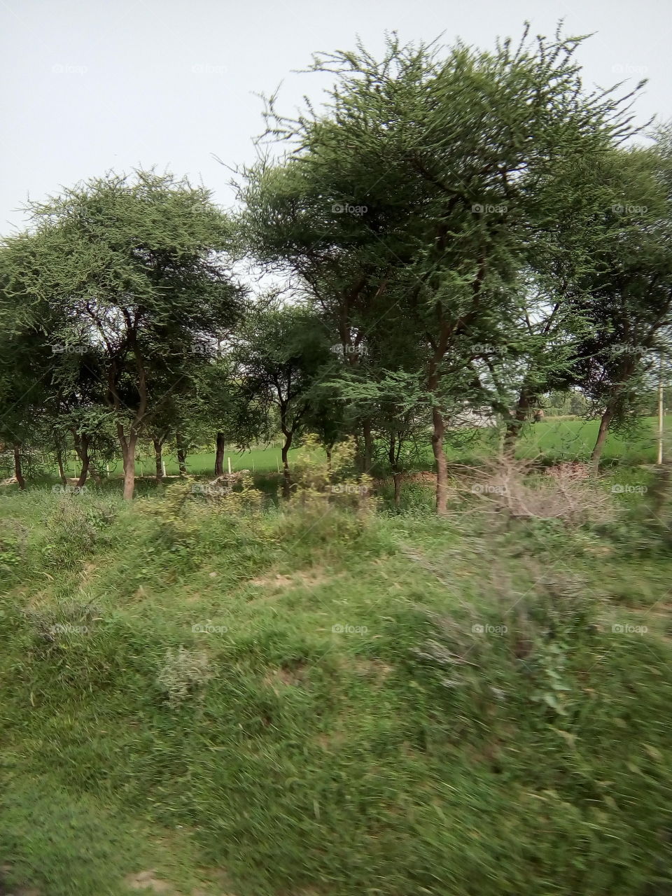 green trees, shrubs and grass in a field.