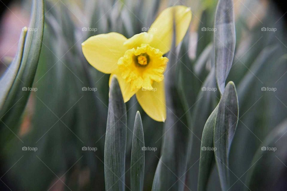 Moody Daffodil