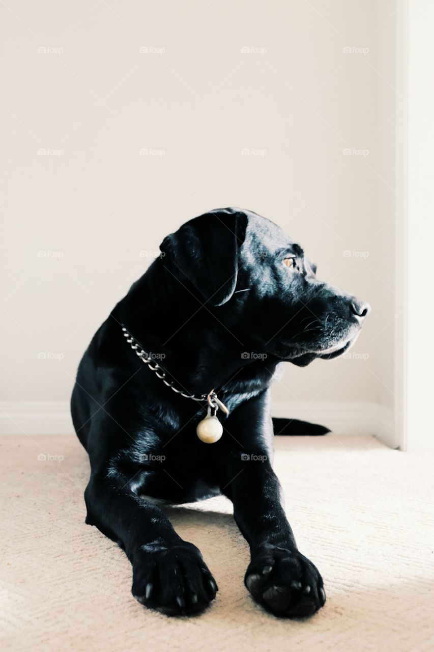 Black lab