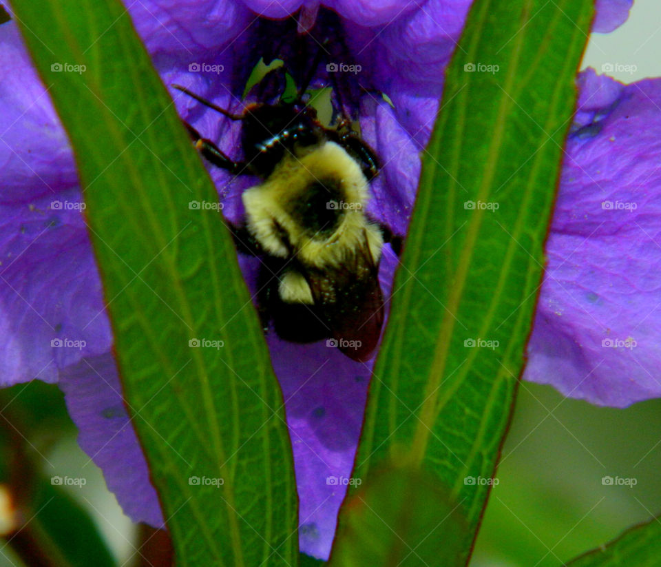 Bumble bee Transporter. The bee is getting ready to bury his body inside the Mexican Petunias to collect nectar and pollen!
