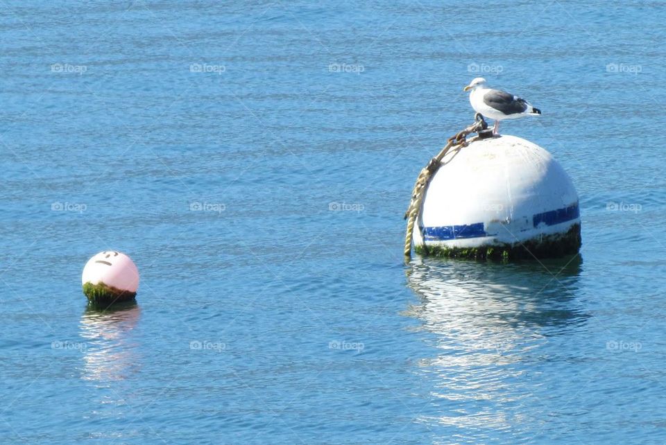 Floating seagull