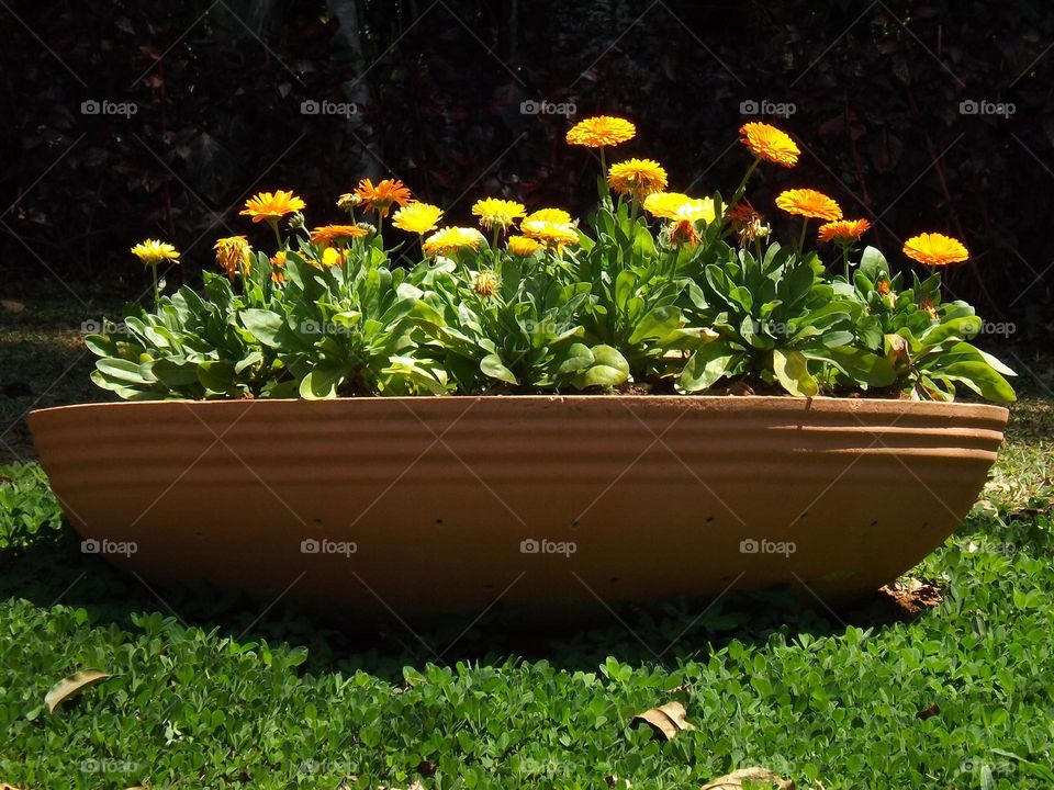 Flowers in vase