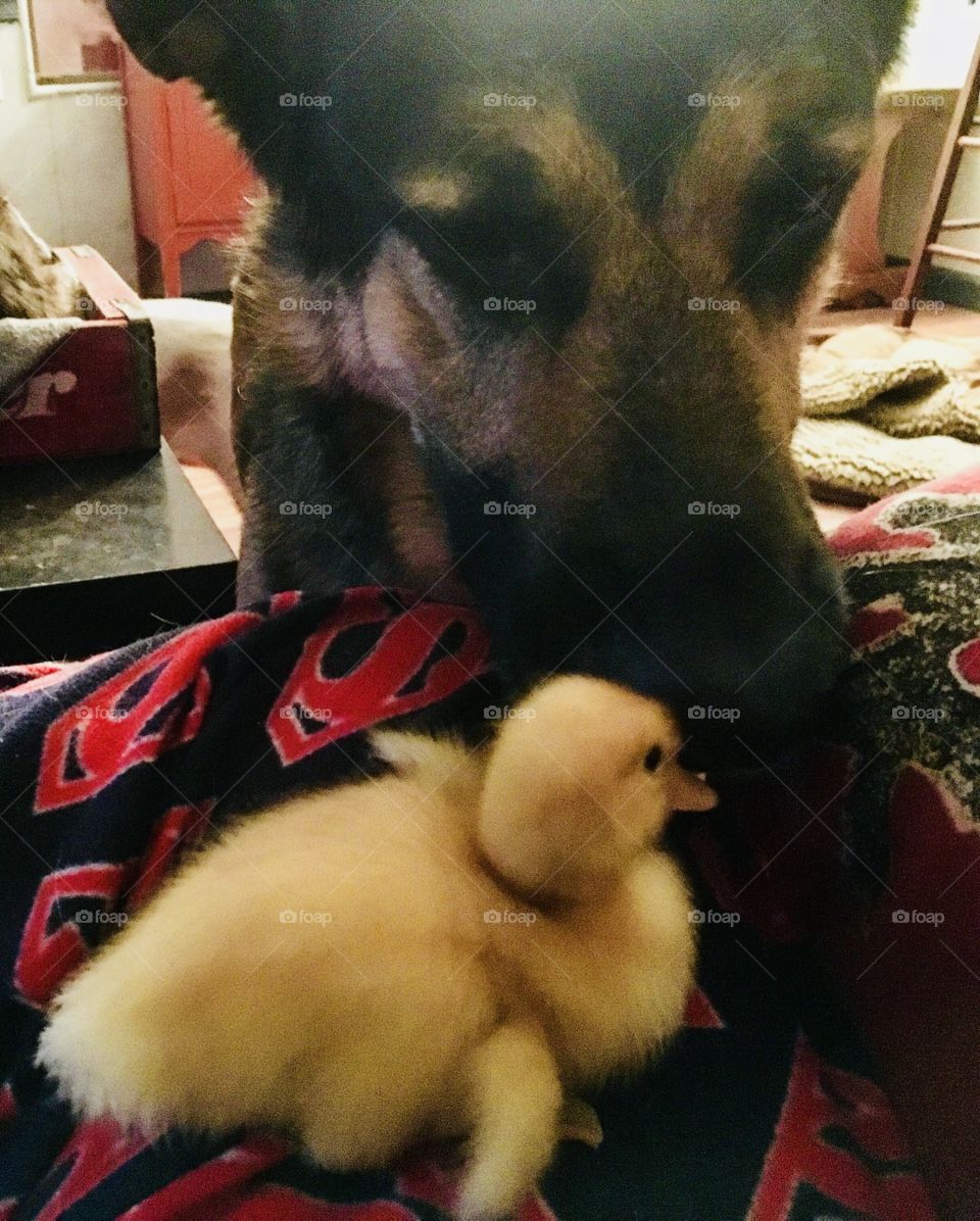 Hooves to Freedom Equine Therapeutic Riding Center’s newest addition for pet therapy...cute little duckling. 