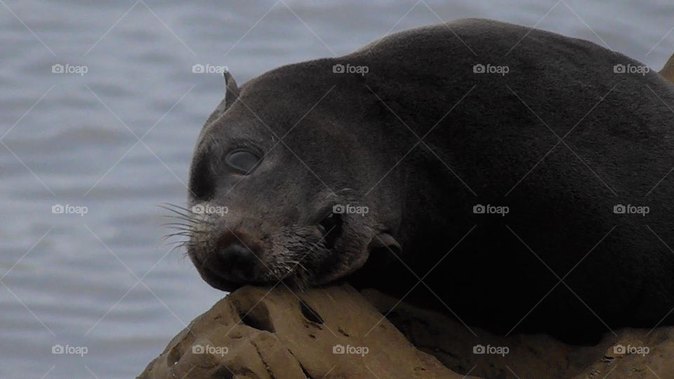 Cute seal looking at the camera with his big sad eyes. He’s bamboozled after not eating in a while 🥺😆