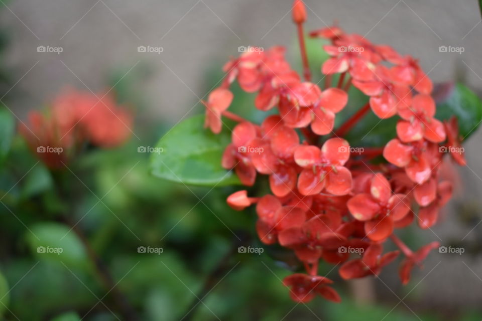 Flores Perfeita quanto o Sorriso de Uma Mulher!