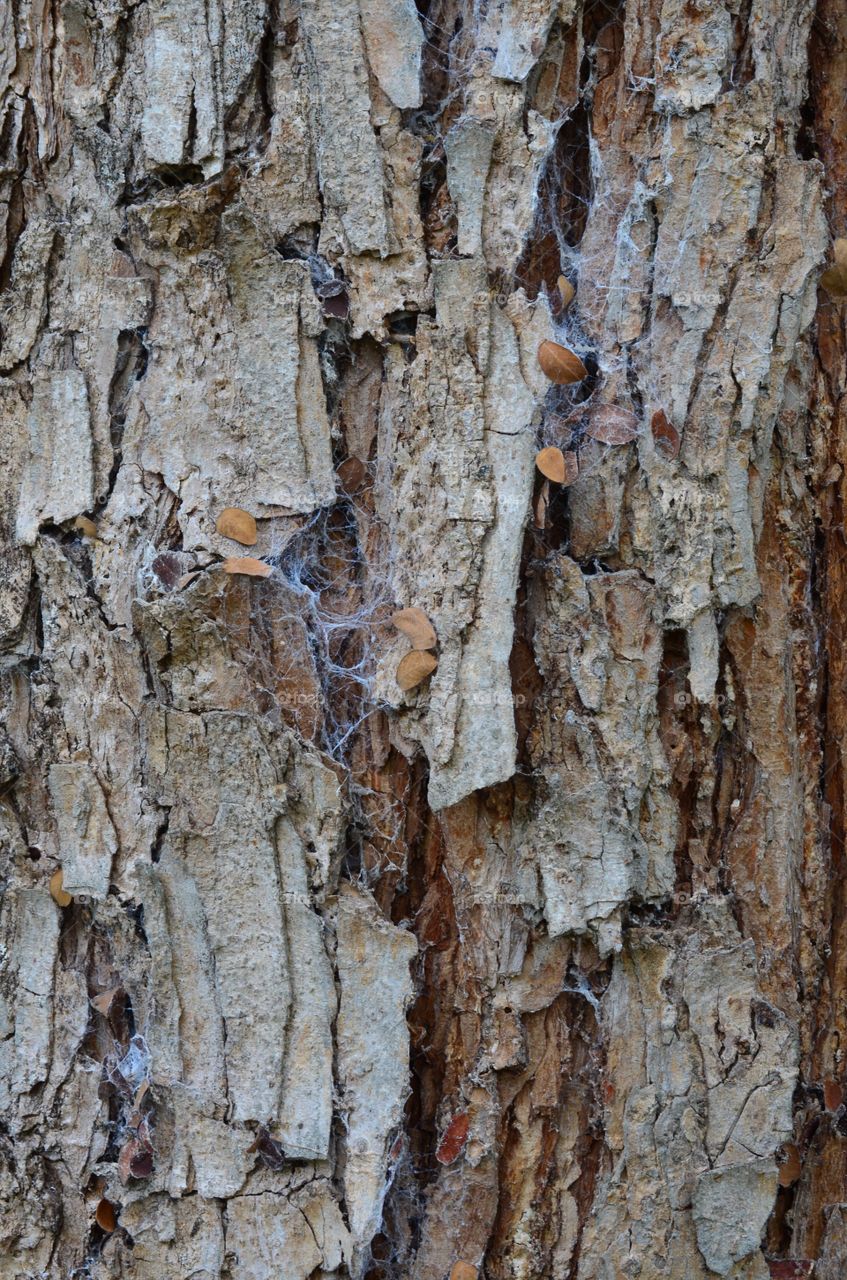 Webs on bark